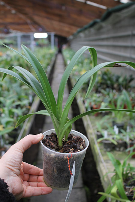 Phragmipedium boissierianum.jpg