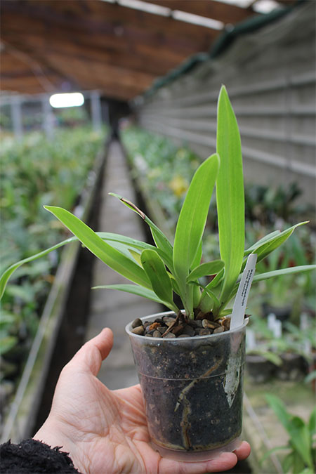 Phragmipedium Pink Panther.jpg