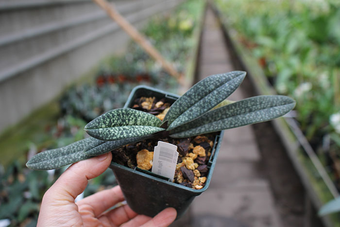 Paphiopedilum micranthum var eburneum.jpg