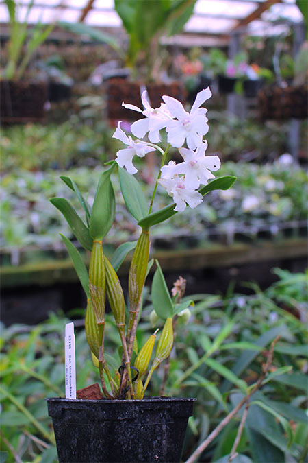 Dendrobium Mini Snowflake x Micro Chip.jpg