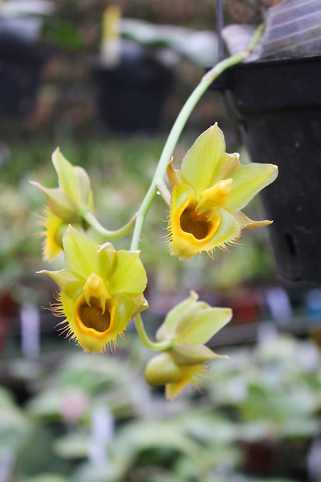 Catasetum Faustii (longifolium x osculatum).jpg