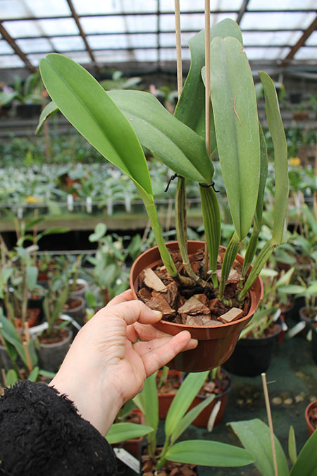 Cattleya warneri semi alba (boa forma) x Cattleya warneri semi alba 'Rubi'.jpg