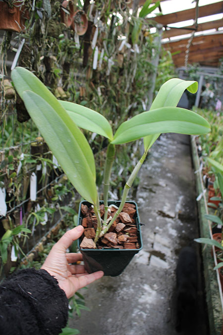 Laelia purpurata alba ('Cunha' x 'Campea') x Cattleya leopoldii 'Cetro de Esmeraldas'.jpg