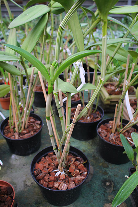 Cattleya guttata verde sem pintas 'AWZ' x guttata amarela sem pintas 'Onca Parda'.jpg