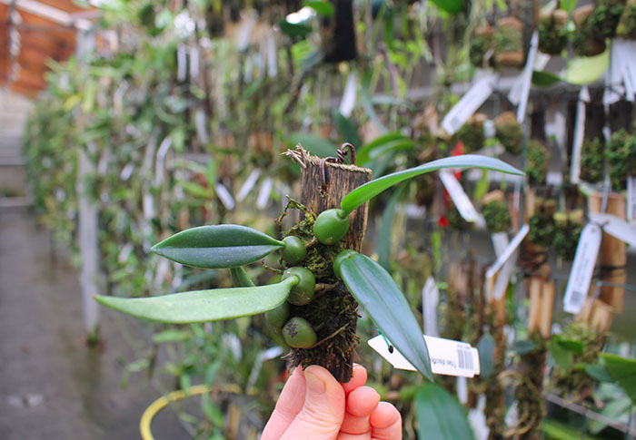 Trias disciflora.jpg