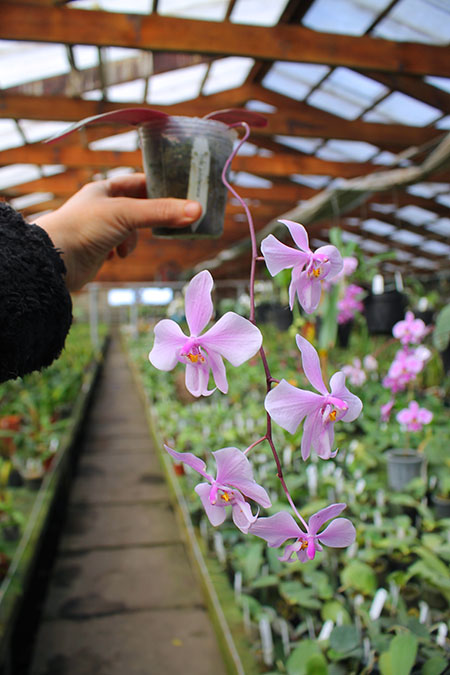 Phalaenopsis schilleriana Mainshow.jpg