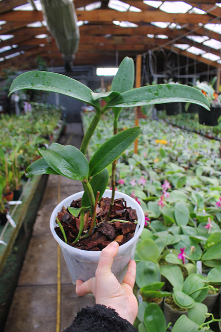 Cattlianthe Siamese Doll 'Kiwi'.jpg