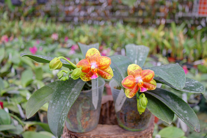 Phalaenopsis Tong Yi Yu Shiou.jpg