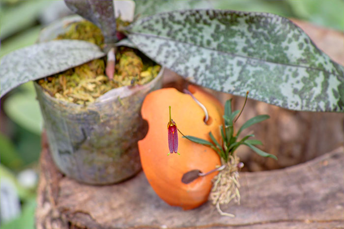 Trisetella andreettae.jpg