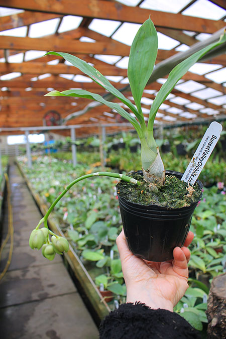 Clowesia Upper Echelon 'SVO Sun Blast' x Catasetum Jose Abalo 'SVO.jpg