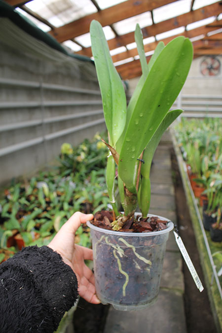 Cattleya Earl 'Imperialis' x Brassolaeliocattleya Ranger Six 'Aok' x Brassavola digbyana 'Mr Pig'.jpg