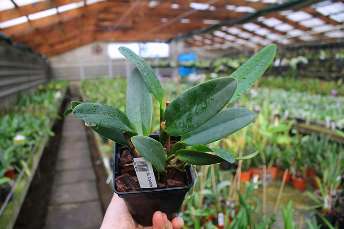 Sophrocattleya Crystelle Smith 'N R'.jpg