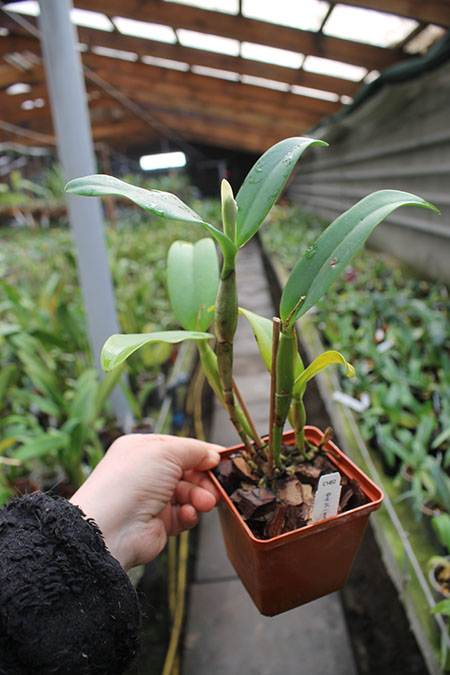 Guarianthe aurantiaca 'Mishima Spot'.jpg