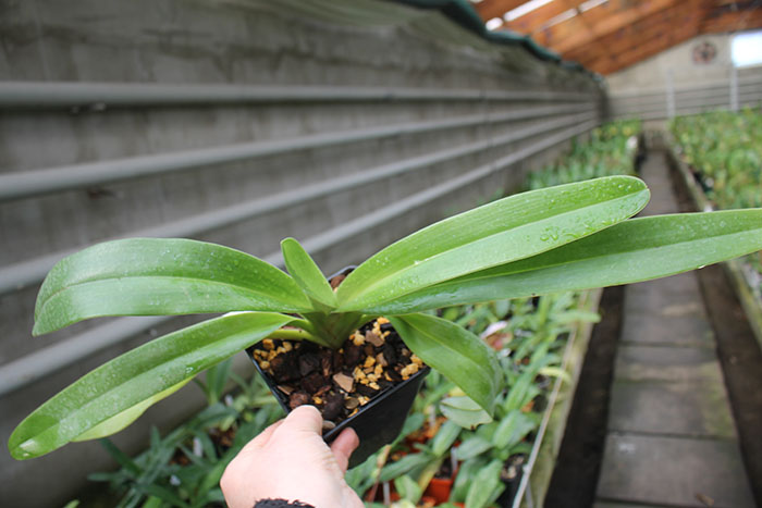Paphiopedilum Mar New x rothschildianum.jpg