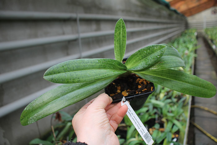 Paphiopedilum Alma Geveart 'Hager's' x Paphiopedilum philippinense var alba 'Kou'.jpg