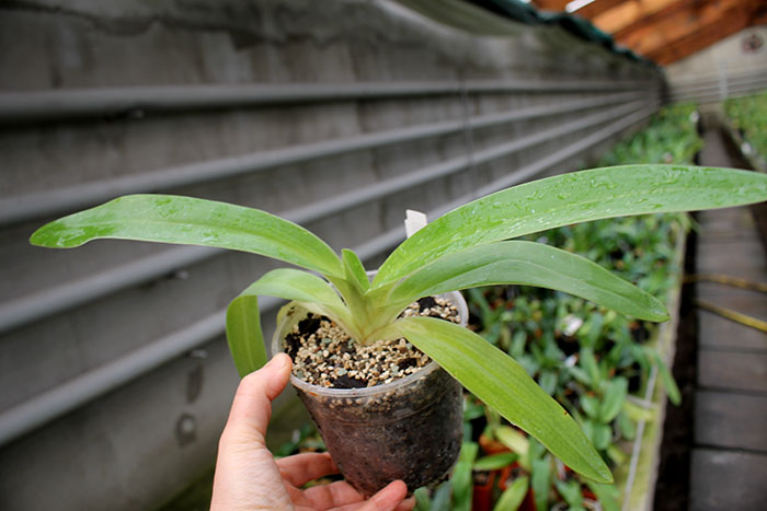 Paphiopedilum kolopakingii.jpg