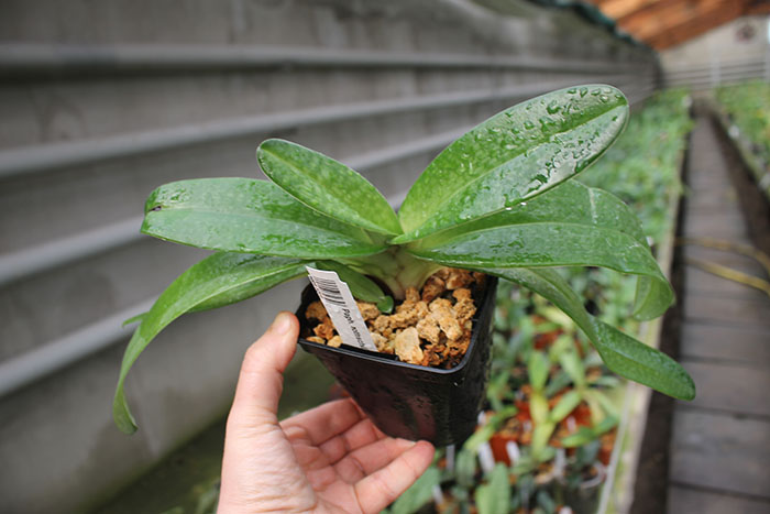 Paphiopedilum rothschildianum x niveum.jpg