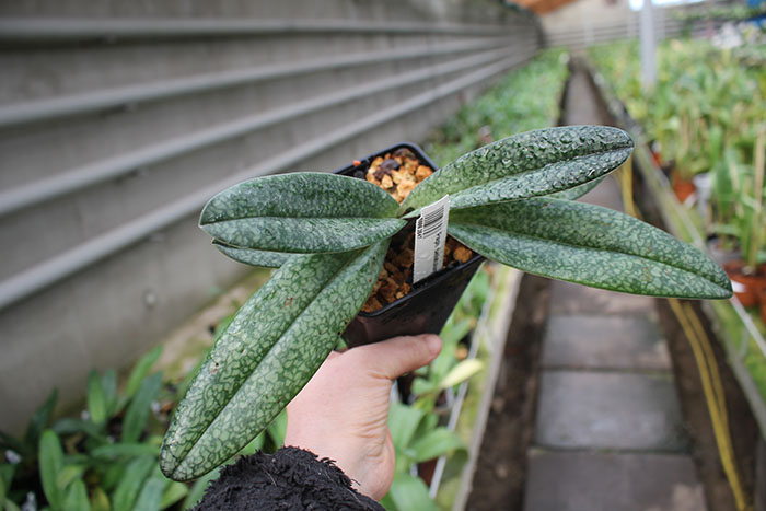 Paphiopedilum bellatulum x anitum.jpg