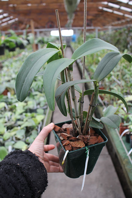 Cattleya amethystoglossa albescens x coerulea.jpg