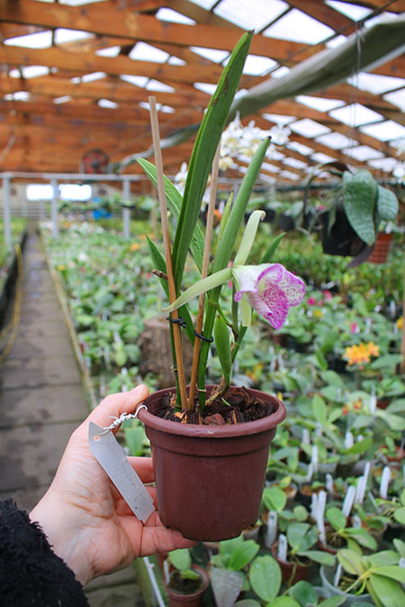 Cattleya moscombe x Brassavola nodosa.jpg