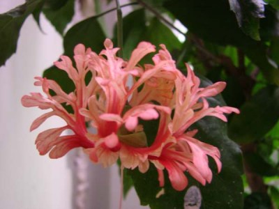 это шизик..Шизопеталиус