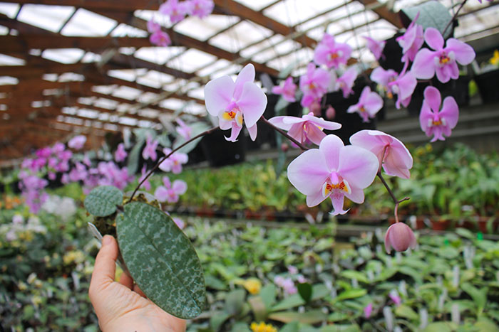 Phalaenopsis (schilleriana x phillipenesis) 'Joseph Wu'.jpg