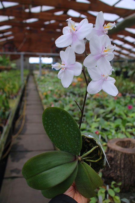 Phalaenopsis Lyndon Crystal Schilleriana.jpg