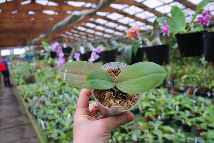 Phalaenopsis Sogo Shito x Ld's Bear Queen.jpg