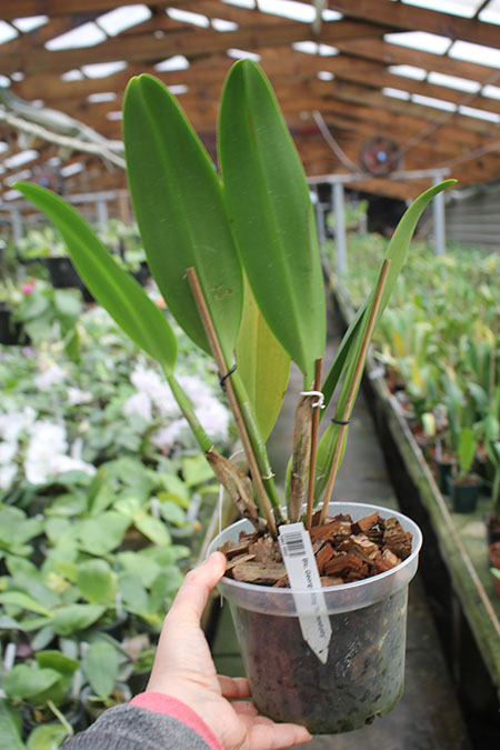 Brassolaeliocattleya George King 'Serendipity'.jpg