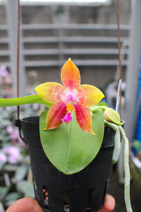 Phalaenopsis LD's Bear King 'YK-14' x Miro Super Star.jpg