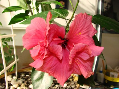 Гибискус-дворняжка