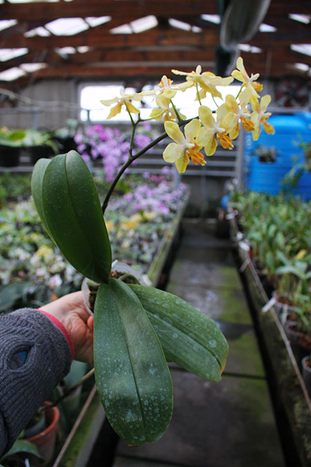 Phalaenopsis stuartiana yellow x Timothy Christopher.jpg