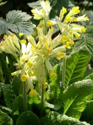 Примула многоцветная.