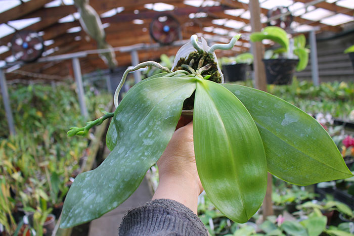 Phalaenopsis Tying Shin Fly Eagle 'TS-66'.jpg