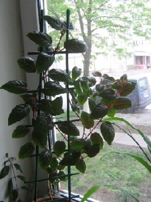 Без названия. Куплена веточка на базаре у бабки.