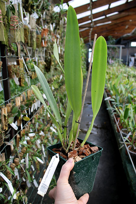 Laelia crispa carnea 'Mignon' x self.jpg