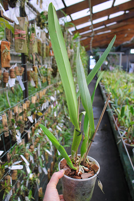 Laelia Pulcherrima coerulea.jpg