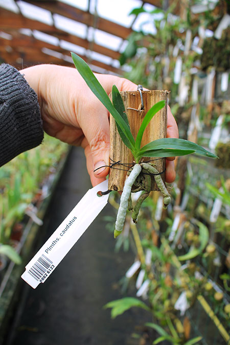 Plectrelminthus caudatus.jpg