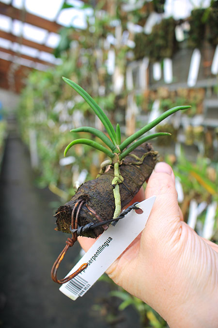 Paraphalaenopsis serpentilingua.jpg