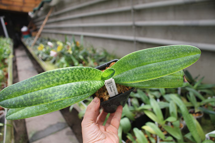 Paphiopedilum Rolfei (rothschildianum x bellatulum).jpg