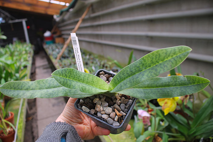 Paphiopedilum Shun-Fa Golden (hangianum x malipoense).jpg