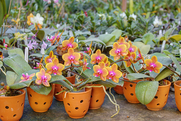 Phalaenopsis Sogo Lawrence.jpg