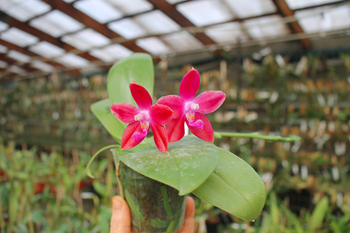 Phalaenopsis speciosa x Mituo Prince 'Bb'.jpg