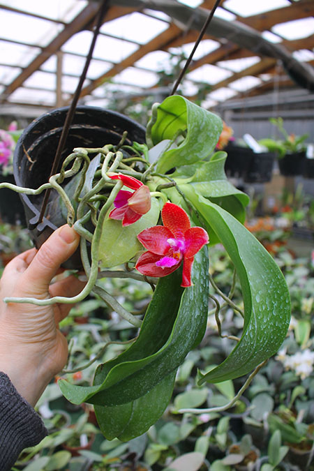 Phalaenopsis Ld's Bear King x gigantea.jpg