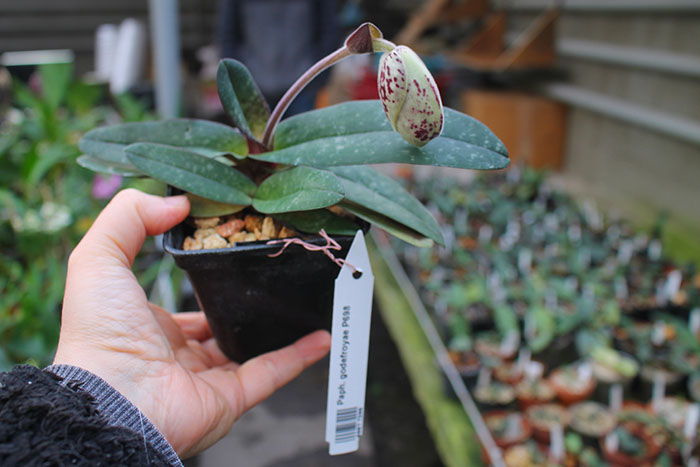 Paphiopedilum godefroyae P698.jpg