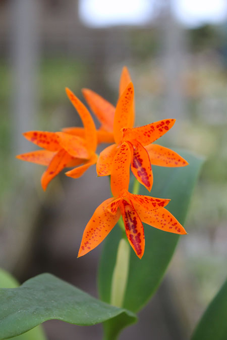 Guarianthe aurantiaca 'Mishima Spot'.jpg