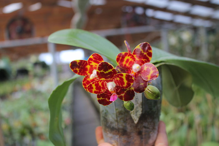 Phalaenopsis Jong's Gigan Cherry 'Prince'.jpg
