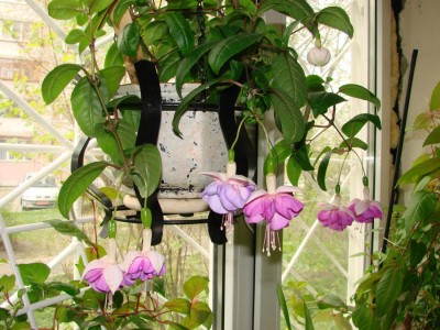 а это фуксия моя веселится