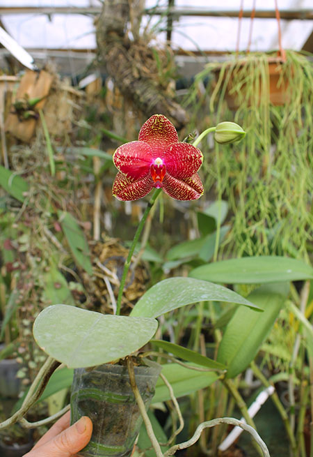Phalaenopsis Mituo Sun 'Mituo #1' x Ld's Bear King 'YK-10'.jpg