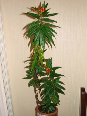 и асклепиас в полный рост